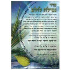 Seder Netilas Lulav Laminated Sukkah Poster