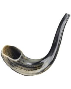 Shofar Large Size 22"-24" Inches