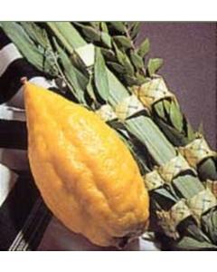 Lulav and Esrog YANOVER (From Italy) Set - Basic
