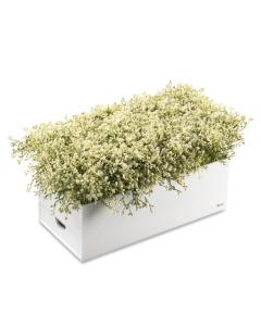 Babys Breath Bencher Set