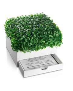 Boxwood Bencher Set - Asnkenaz - Square