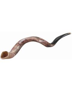 Yemenite Shofar XX-Large - 37.8 "-41.3 "