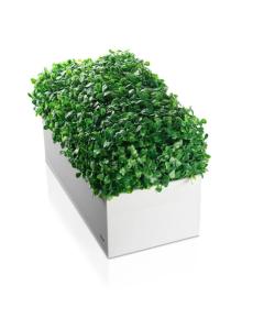 Boxwood Vase - Rectangle