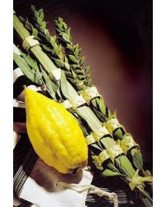 Lulav and Esrog Set from Israel No Pitom