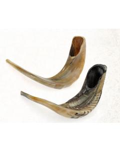 Professional Rams Shofar Easy to use