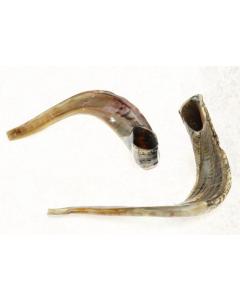Professional X-Large Rams Shofar