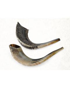 Medium Ram Shofar