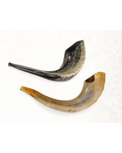 Rams Shofar #3