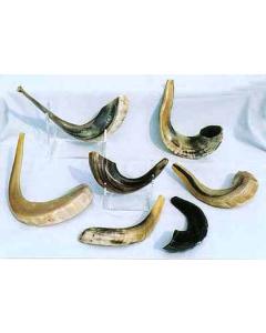 Traditional Rams Shofar Size Medium