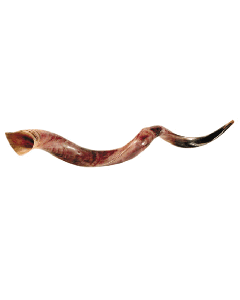 Yemenite Shofar - XXX-Large (Approx. 42-47")